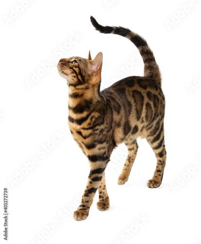 Beautiful adult cat bengal breed isolated on white background.