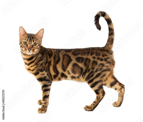 Bengal cat isolated on white background.