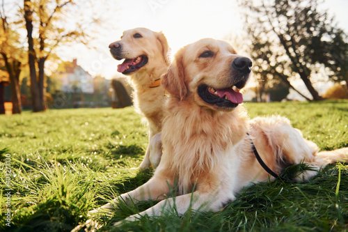 Sitting on the grass. Two beautiful Golden Retriever dogs have a walk outdoors in the park together