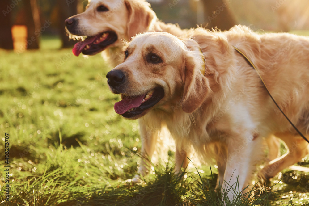 Two beautiful Golden Retriever dogs have a walk outdoors in the park together Two beautiful Golden Retriever dogs have a walk outdoors in the park together