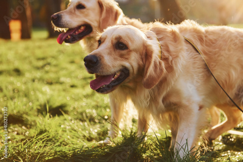 Two beautiful Golden Retriever dogs have a walk outdoors in the park together