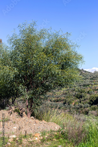 Wild, blooming acacia (Acacia saligna) close-up