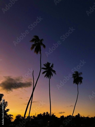 Sunset + palms