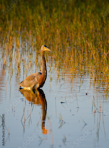 556-40 Great Blue Heron photo