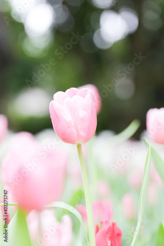 Colorful tulip field, summer flowerwith green leaf with blurred flower as background photo