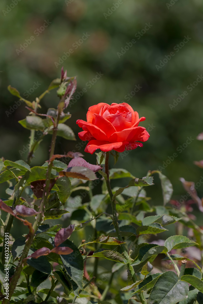 The summer orange, decorative rose grows on a flower bed