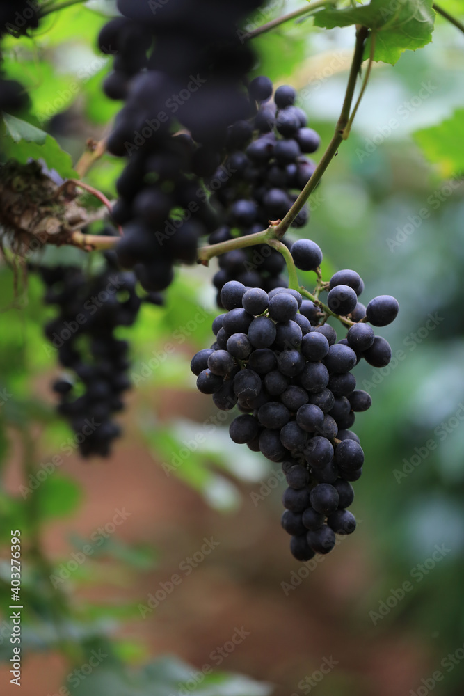 Green grape plant with green leaf, red root, fresh green and red grape for eating or making wine