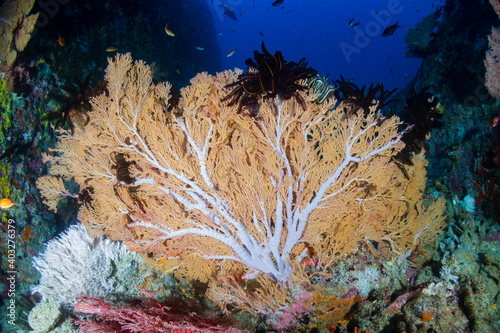 Delicate Gorgonian Seafans on a tropical coral reef in the Similan Islands photo