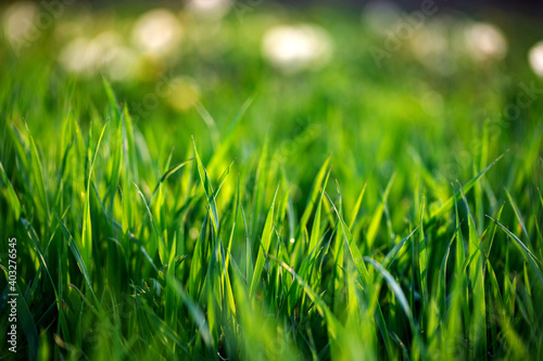 fresh green grass spring background banner new life and nature concept