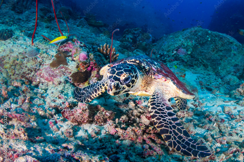 Obraz premium Hawksbill Sea Turtle on a tropical coral reef in Asia