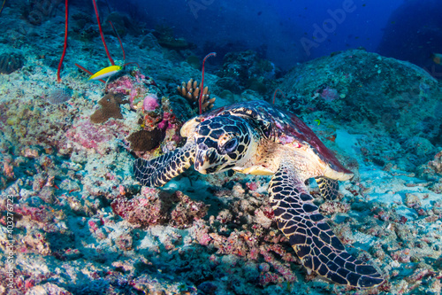 Hawksbill Sea Turtle on a tropical coral reef in Asia