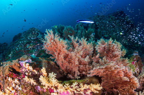 Tropical fish and corals on a fragile coral reef system in Asia