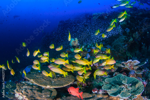 Fototapeta Naklejka Na Ścianę i Meble -  School of colorful blue stripe snapper on a tropical coral reef in Thailand's Andaman Sea