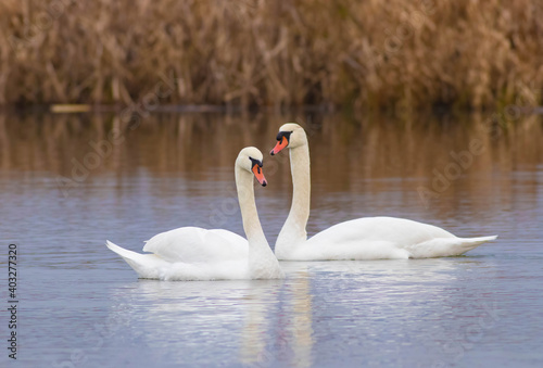 Mute Swan Couple