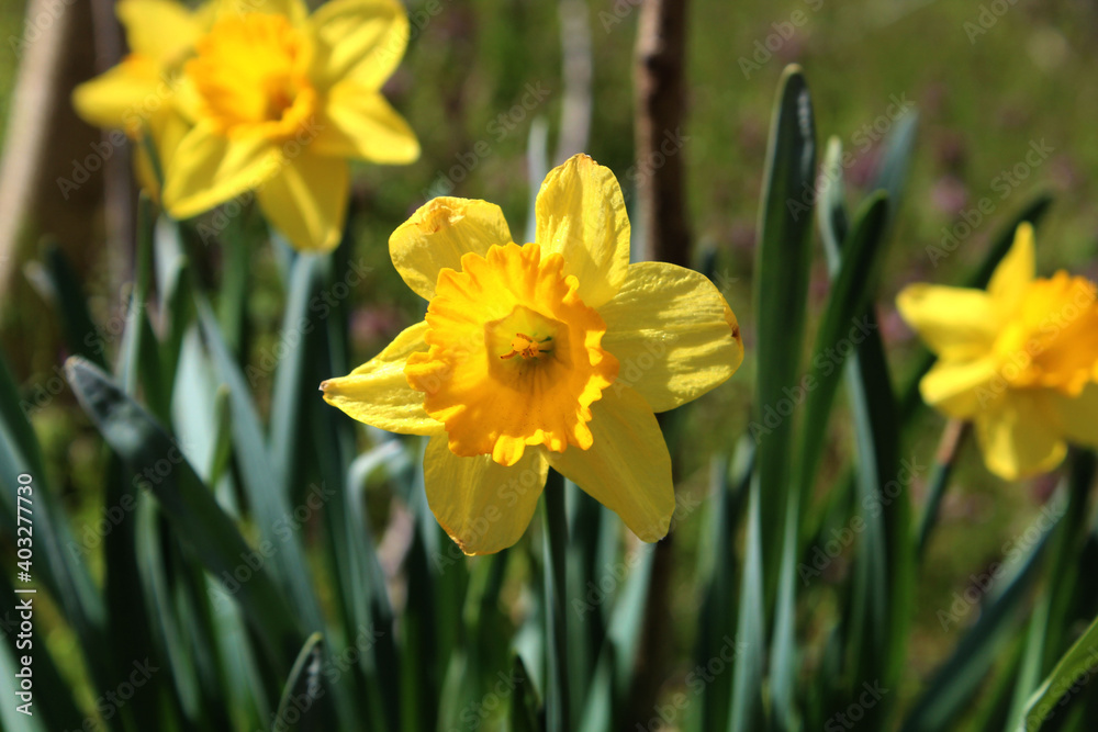 Daffodil