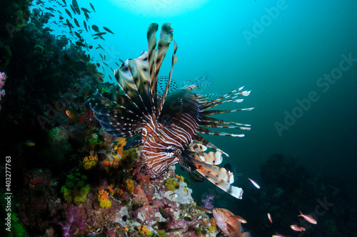 Lionfish on a colorful tropical coral reef (Richelieu Rock, Thailand)