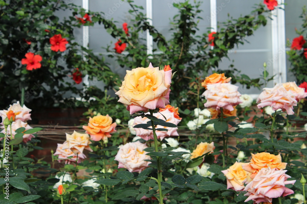 Rose Bush Rose Bush