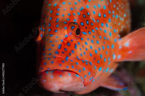 Fotografie Colorful Coral Grouper on a tropical coral reef system in Thailand