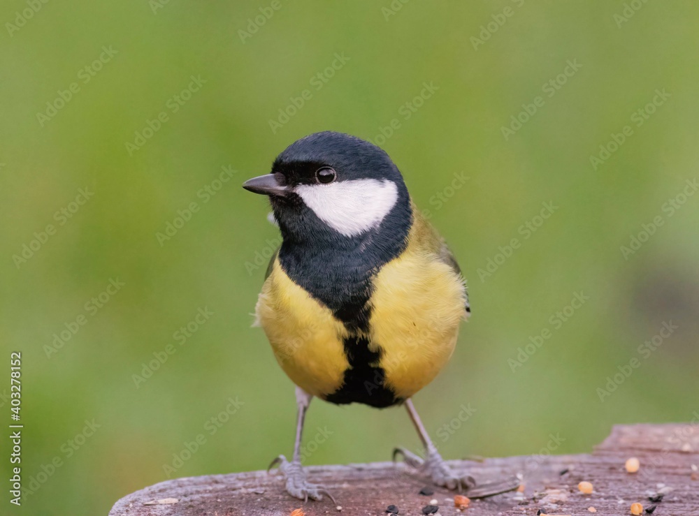 Naklejka premium Great tit