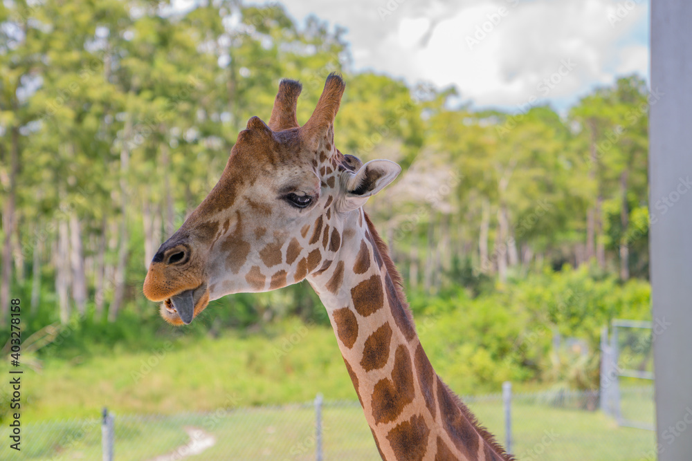 giraffe in the zoo giraffe in the zoo