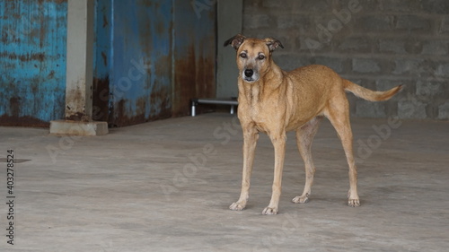 a yellow dog in Mindelo, on the island Sao Vicente, Cabo Verde