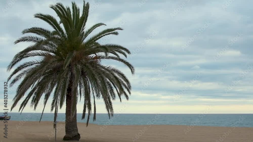 Lonely palm tree on the beach on a cloudy day. Lonely palm tree on the beach on a cloudy day.