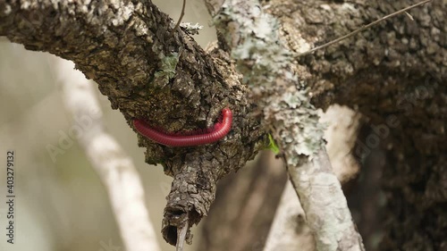 Segmented Red Millipede explores sunny rough bark Africa tree branch photo