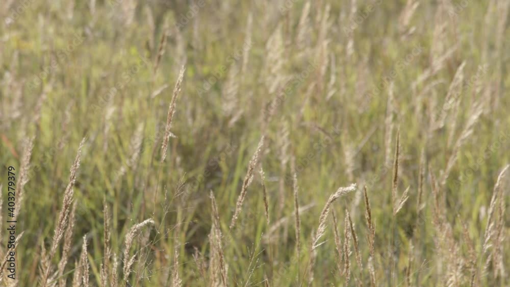 Field of Grasses Swaying in the a Summer Breeze (Long Shot Close Up) Field of Grasses Swaying in the a Summer Breeze (Long Shot Close Up)