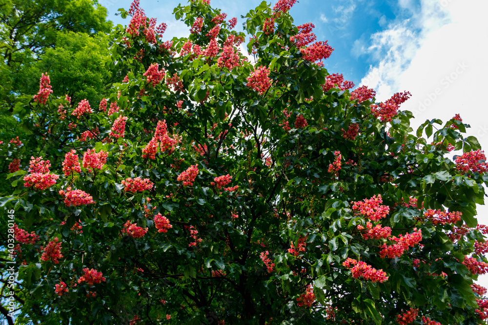 Blooming red horse-chestnut (Aesculus × carnea) at spring Blooming red horse-chestnut (Aesculus × carnea) at spring