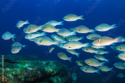 Fototapeta Naklejka Na Ścianę i Meble -  School of colourful Parrotfish on a tropical reef in Thailand's Andaman Sea