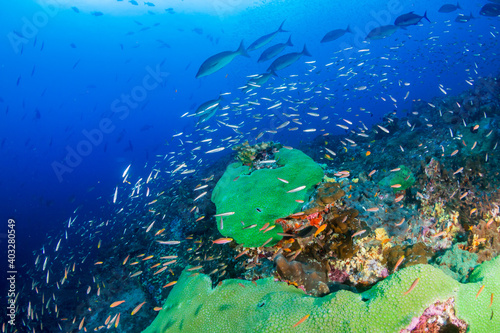 Tropical fish and healthy corals on a coral reef in the Andaman Sea