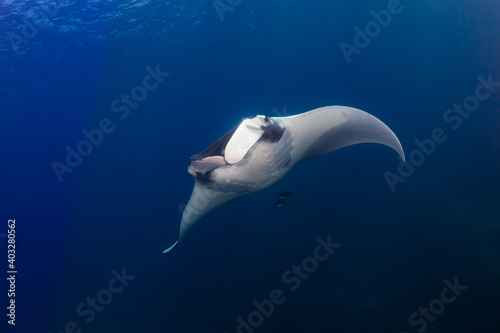 Huge Oceanic Manta Ray (Manta birostris) in a blue tropical ocean (Andaman Sea)