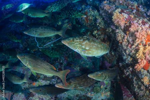 Long Nose Emperor and Trevally hunting in packs on a dark coral reef