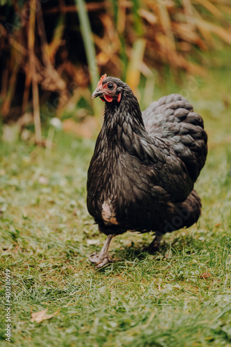 Schwarze Orpington Henne im Garten.