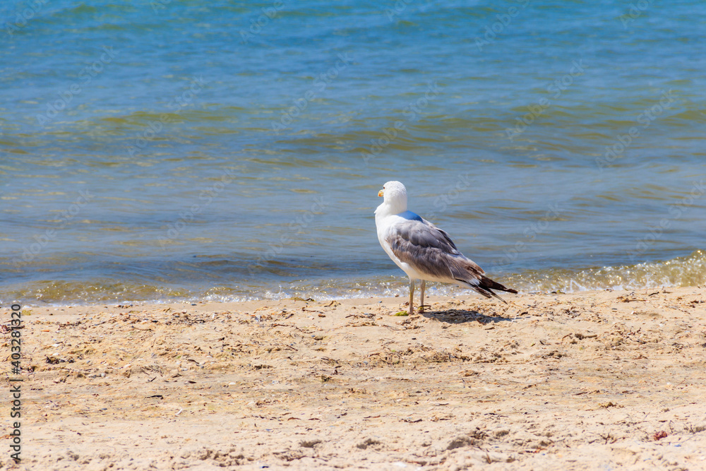 Seagull on a sandy beach of the Black sea Seagull on a sandy beach of the Black sea