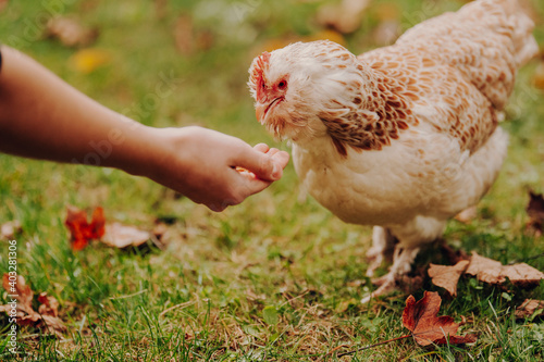 Eine zahmes Lachshuhn wird im Garten auf der Hand gefüttert. 