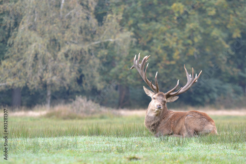 Red deer (Cervus elaphus) at 'the Veluwe' in the Netherlands. He is blind in one eye. This may have happened during the mating season.