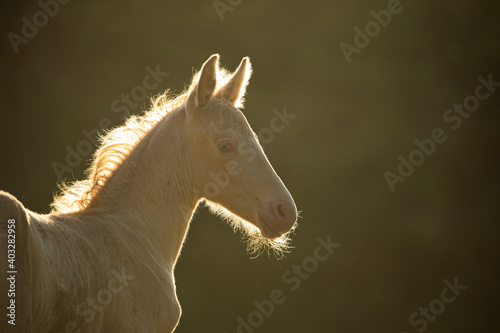 Lusitano foal portrait in the backlight © Edyta