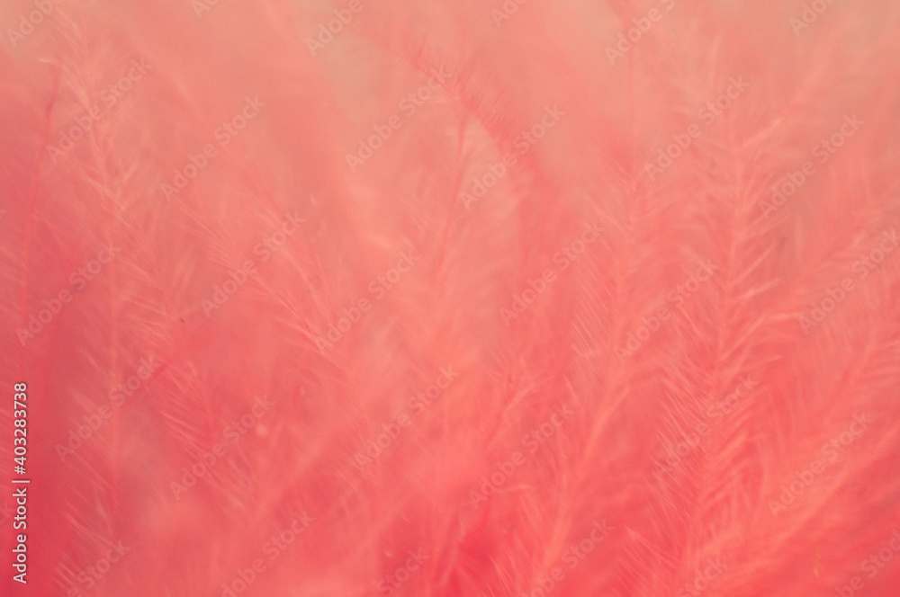 custom made wallpaper toronto digitalabstract pink background. macro photo of a feather