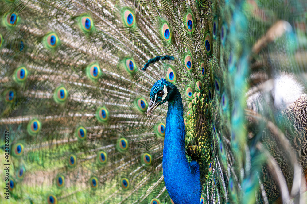 Fototapeta premium Male peacock bird, Pavo cristatus, squarking with full display tail feathers