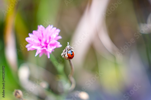 Marienkäfer neben Blume