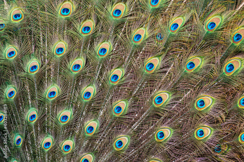 Obraz premium Male peacock bird, Pavo cristatus, with full display tail feathers