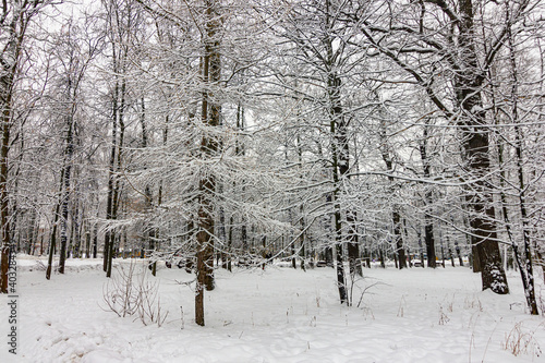 Winter landscape in a park with snow-covered trees 
