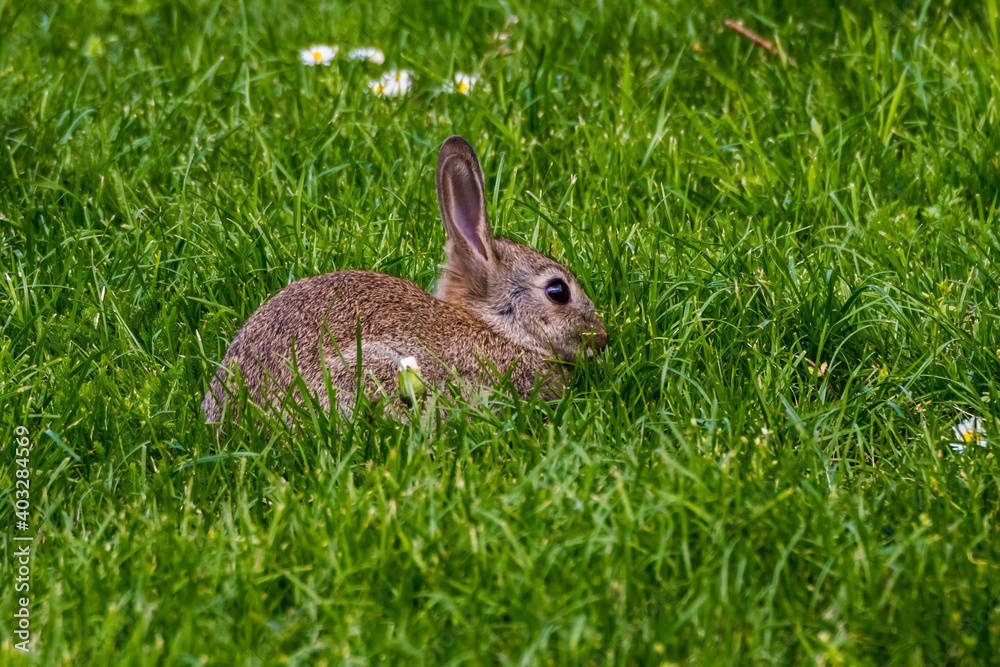 Small cute rabbit sitting in green grass Small cute rabbit sitting in green grass