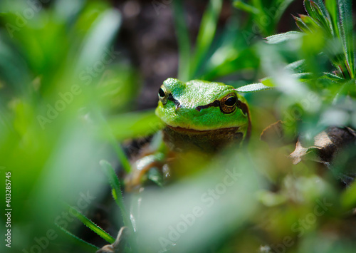 frog sits in green grass. The small European tree frog, hyla arborea, sits on a green blade of grass in the spring. wet skinned animal using fingers to stand and balance on vegetation in nature.