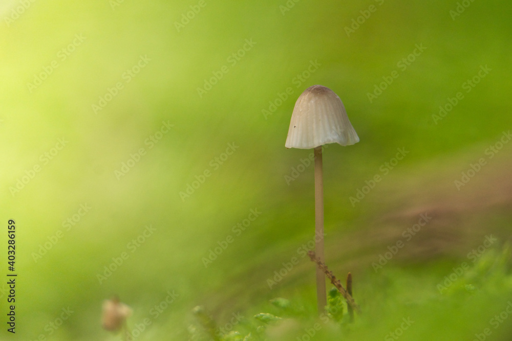 Pilz im Moos
-Aufgenommen im Landkreis Harburg Pilz im Moos
-Aufgenommen im Landkreis Harburg