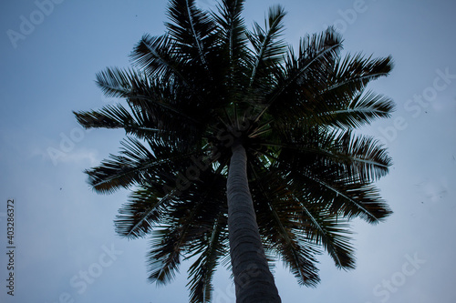 View of coconut tree against sky background, Pollachi, Tamil Nadu, India © Manivannan T