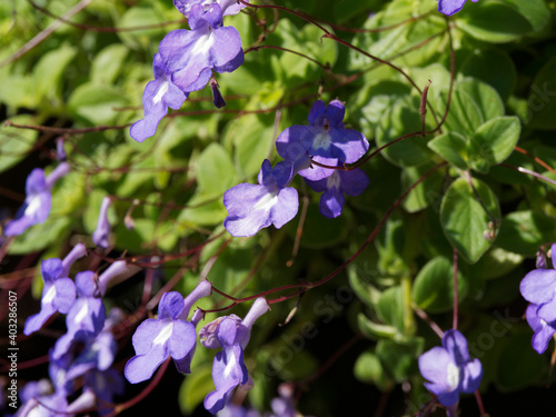 Touffe retombante de fleurs bleu lavande de Primevère du Cap (Streptocarpus saxorum)