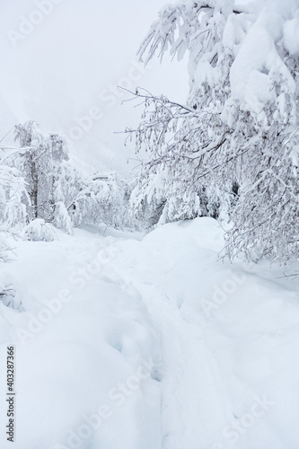 Footpath in white snow in a forest of green pines and firs covered with snow mountain view
