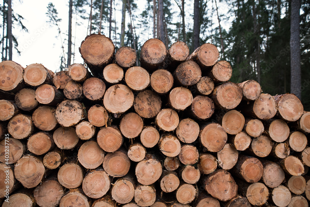 Piles of stacked wood. Front view on wood. Log pine pile.